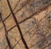 BROWN RAIN FOREST