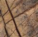 BROWN RAIN FOREST